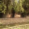 สวนไผ่ข้างร้าน
