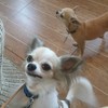 Dog friendly ไมโล โอวัลติน ชอบมาก