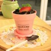 ไอติมกระถาง 49 .- 