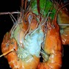 จบกุ้งเผามาต่อกุ้งนึ่งเอาให้หนำใจกันไปข้างนึงเลยค่ะ 