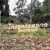กาแฟโครงการหลวง โครงการหลวง อินทนนท์