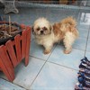 มูมู่ 