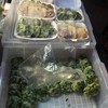 กุยช่ายลูกละ 7 บาท