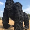 คิงคอง