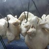 ไก่ตอนร้านนี่ตัวใหญ่ขาวอวบเนื้อนุ่มชุ่มน้ำอร่อยมากๆค่ะ