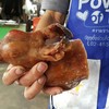 กระต่ายป่า