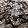 กุ้ง 🍤 ส๊ดสด