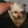 there are many friendly dog to release your stress away.