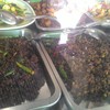 ผัดเผ็ดต่างๆ