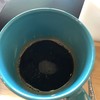 Americano 49 บาท