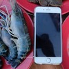 กุ้งเค้าใหญ่จริง ตัวเท่าไอโฟนเล้ยย