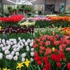สวน Keukenhof