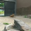 maruyama zoo