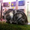 Caturday cat cafe
