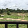 ทุ่งหญ้ากับวัว