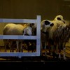 Sheep Village