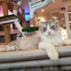 Caturday cat cafe