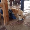 พนง.ต้อนรับสายหมี