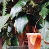 Espresso Tonic Espresso Tonic