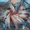 กุ้งหอยปูปลา มีครบ