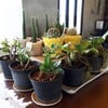 กาแฟบ้านสวน@เด่นชัย เด่นชัย