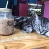 Fat Cat Cafe Club