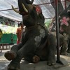 ร้านติดกับวังช้างอยุธยา