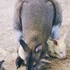 The Field Animals Dream