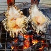 กุ้งแม่น้ำเกรดA ราคาเร้าใจ ตั้งแต่ 199.-บาท