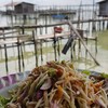 ปลาสำลียำมะม่วงจานนี้อร่อยโดนใจครับ