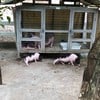 Bonanza Exotic Zoo