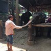 ปางช้างแม่สา