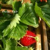 สตรอว์เบอร์รี่ลูกแดงๆ 🍓