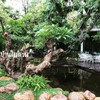 บ้านในสวน