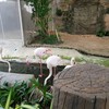 The Field Animals Dream