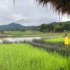 บริเวณหน้าบ้านเป็นทุ่งนาสีเขียวชะอุ่ม