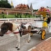 รถม้าสัญลักษณ์เมืองลำปาง