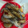กุ้งเป็นๆน๊อคน้ำมาสดๆ 