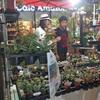 ร้านขายต้นไม้
