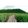 สะพานไร่อ้อย เก๋ไก๋ ถ่ายรูปสวย