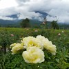 กุหลาบอินทรีย์