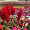 Flora Park