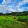 ช่วง Green Season 