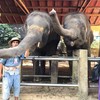 ปางช้างแม่สา