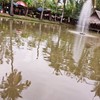 สระปลากลางร้าน
