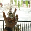 อาหารน้องหมาครับ 100 บาท