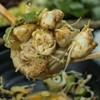 ขนมจีนน้ำยาปู เพิ่มปู ขนมจีนน้ำยาปู เพิ่มปู