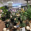 Central Phuket