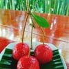 ขนมลิ้นจี่จักรพรรดิ์ ขนมมหามงคล Thai Sweet Dish of Lychee-shaped Saqo 