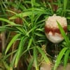 Coco Jelly Caphe โคโค่นัทเจลลี่คอฟฟี่